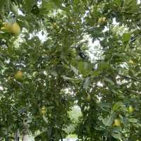 青森県 名物 りんご狩り🍎