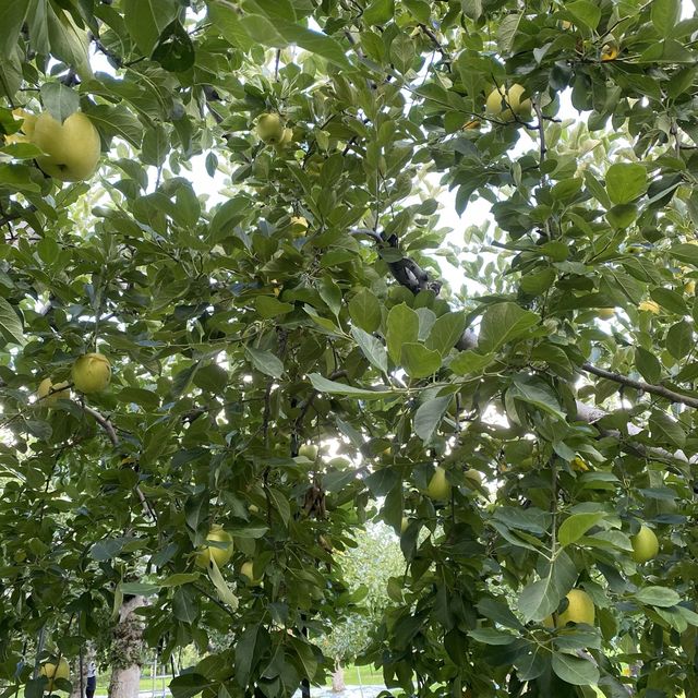 青森県 名物 りんご狩り🍎