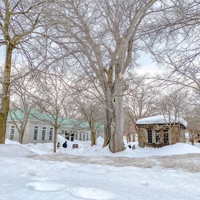 冬の北海道大学巡り
