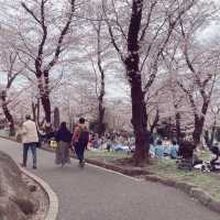 【王子】飛鳥山公園
