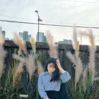  청주 벚꽃 뷰🌸 주택 개조 카페🏠 [라토커피]