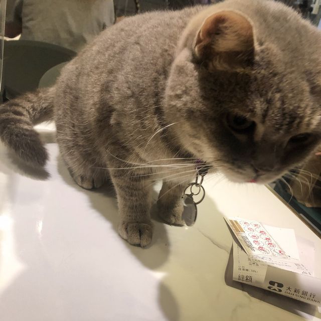 🐱奴必到既地方