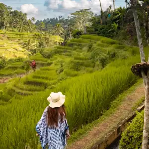 Beautiful Rice Terrace in Ubud, Bali 