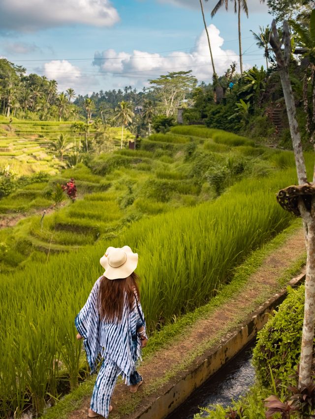 Beautiful Rice Terrace in Ubud, Bali 