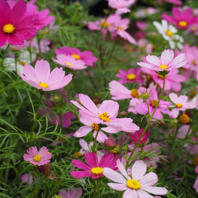 賞花好去處😍寶康公園隱世之處
