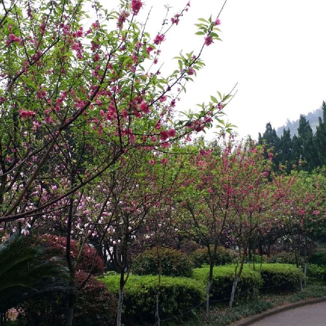 花花🌺🌷🥀🌻🌼🌸公園