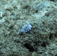 Diving in Nha Trang