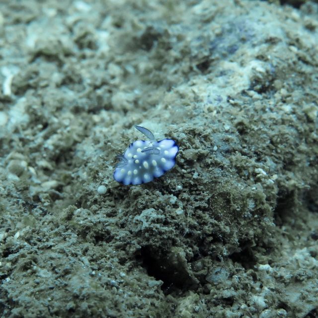 Diving in Nha Trang