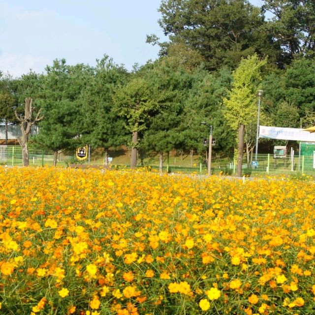 양주천일홍축제 가을 물빛 가득한 양주나리농원