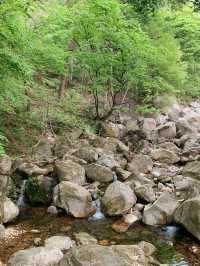 용문사 🌲 은행나무가 유명한 곳