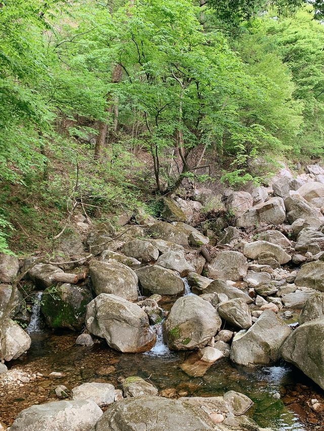 용문사 🌲 은행나무가 유명한 곳