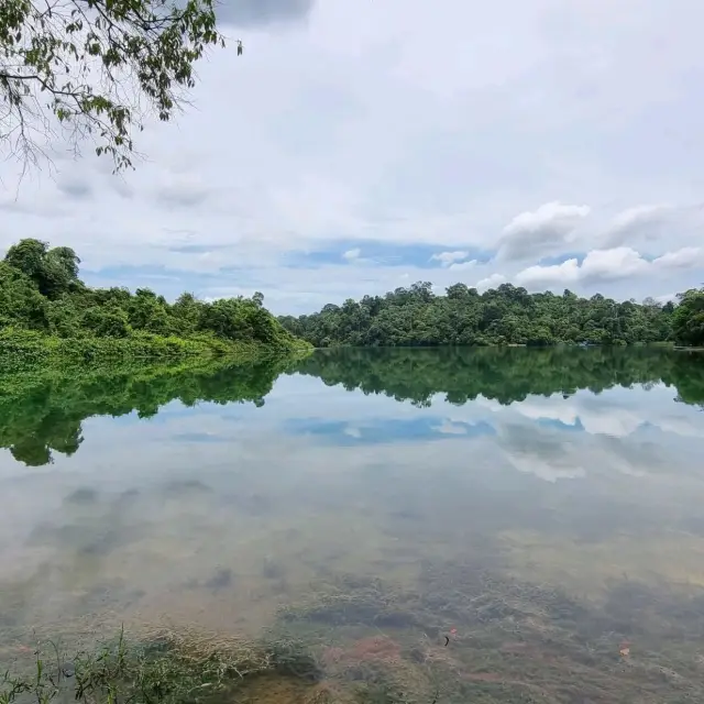 A hike through MacRitchie Nature Trail