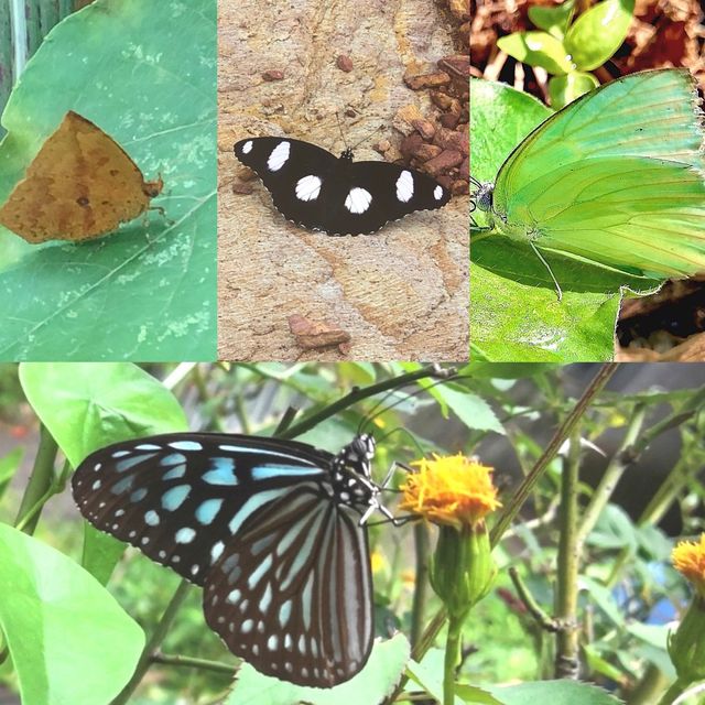 Biodiversity Walk at Gold Coast Hong Kong