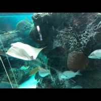 พามาเที่ยว New York Aquarium ค่ะ