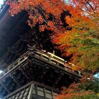 きれいな庭園と国宝の建物、土岐川を望む事も出来る歴史ある禅寺