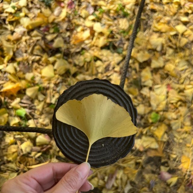 遍地黃金，每一年秋天最美的銀杏樹