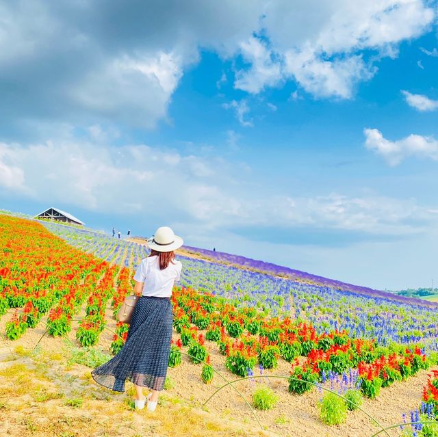 富良野 かんのファームの花畑