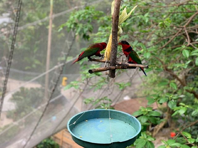 Edward Youde Aviary. 