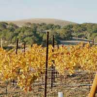 California wine Sonoma County vineyards