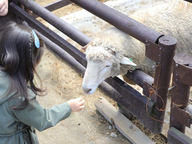대관령 삼양목장 최고의 경치 양떼목장