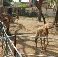 Bangladesh Dhaka International zoo 