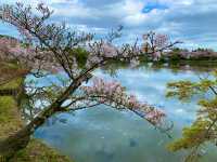 京都　KYOTO SAKURAめぐり❗️大覚寺の桜に感動❗️