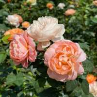 🌹1年四季都盛開的玫瑰園🌹