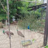 大迫力！４頭のゾウが暮らす京都市動物園