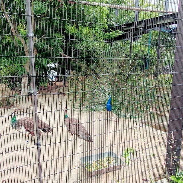 大迫力！４頭のゾウが暮らす京都市動物園