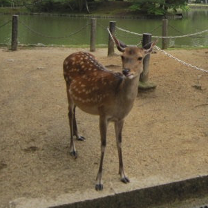 Nara park Japan 