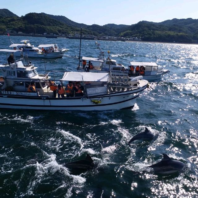 去日本近距離睇野生海豚🐬🐬🐬
