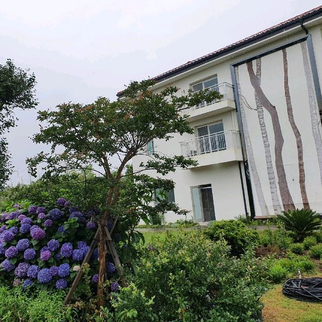 제주 서귀포 표선 오크라리조트 수국 보고 카페도 이용하기