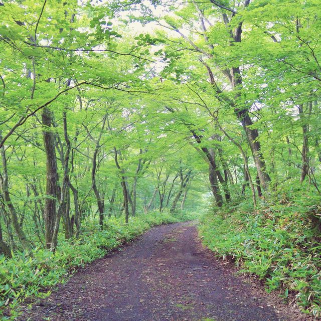 🌲 몸과 마음이 시원해지는 초록숲, 사려니숲길