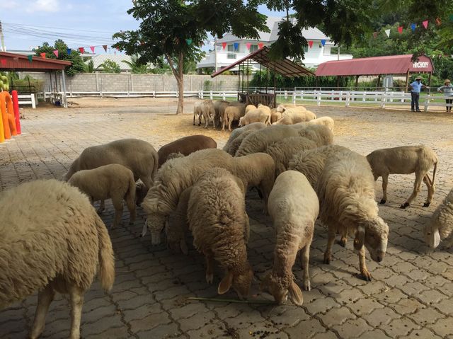 Swiss Sheep Farm 