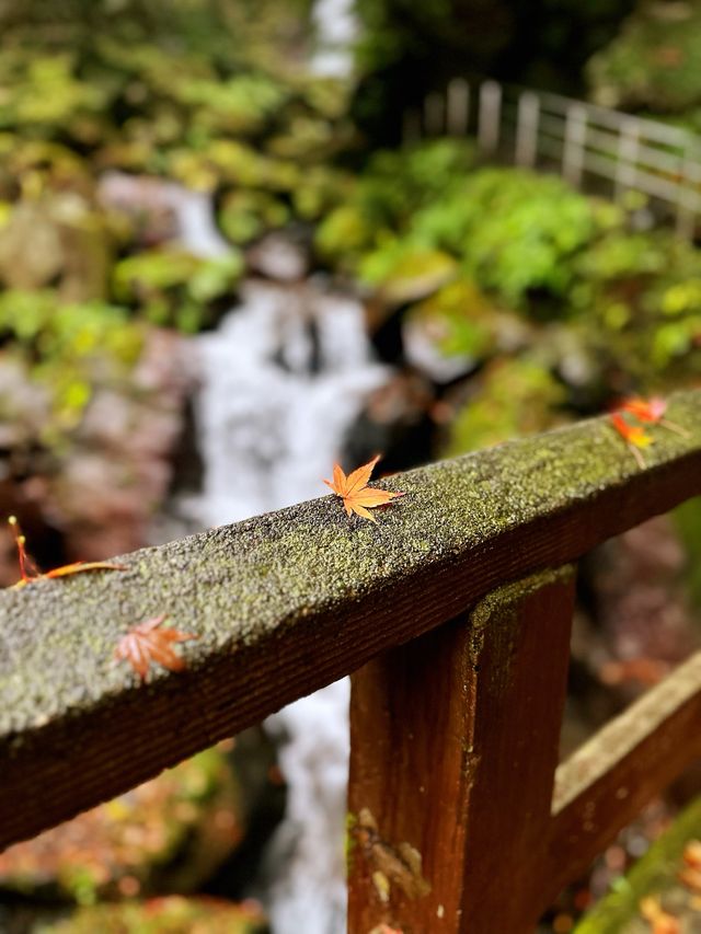 養老の滝
