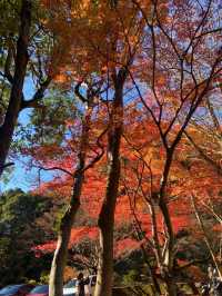 【秋の絶景】千葉の養老渓谷で秋の紅葉を味わってきた！