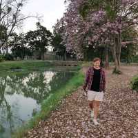 ถนนสีชมพู ชมพูพันธุ์ทิพย์ ม.เกษตร กำแพงแสน