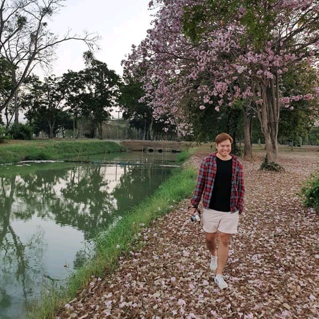 ถนนสีชมพู ชมพูพันธุ์ทิพย์ ม.เกษตร กำแพงแสน