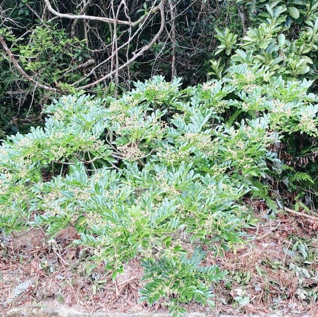 秋高氣爽，港島行山樂！
