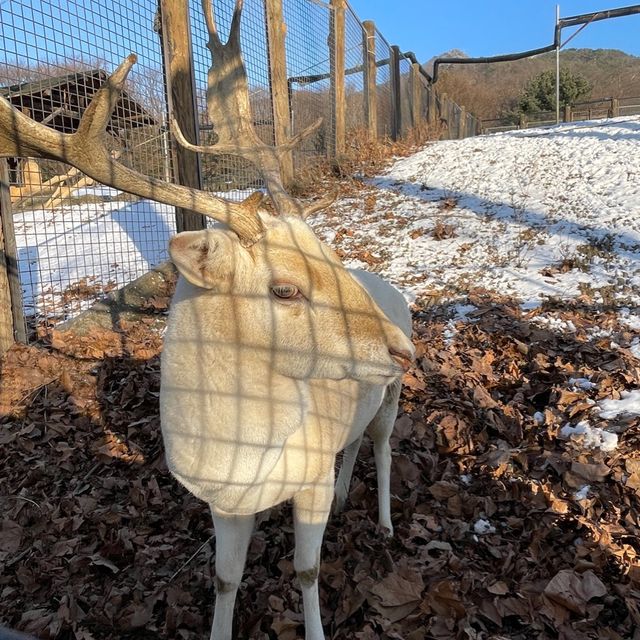 冬日白雪雪首爾動物園🫶🏻🫶🏻不一樣的體驗🤲🏻🙈