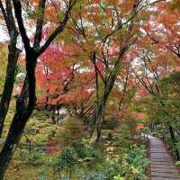 京都紅葉2022 宝筐院の素晴らしい紅葉