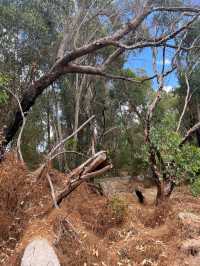 Trees and Twigs @ Yanchep National Park! 🫣🤩