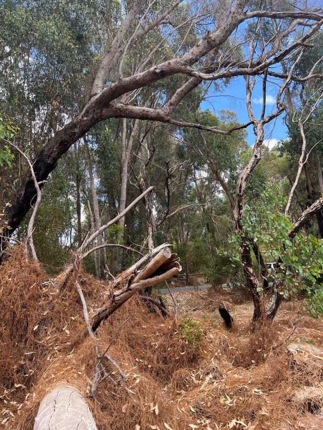 Trees and Twigs @ Yanchep National Park! 🫣🤩