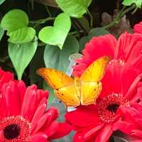 Butterfly Park within Changi Airport T3 SG