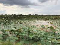 Visiting Lotus field and Lake Tonle Sap