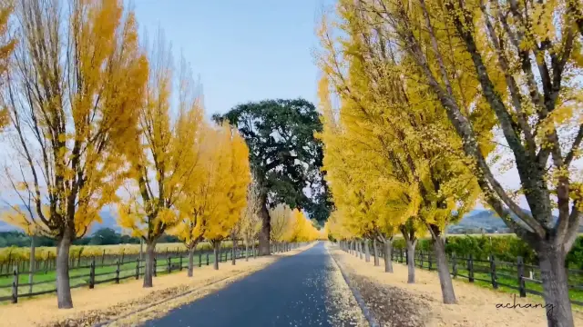 Magical fall colors at winery in Napa