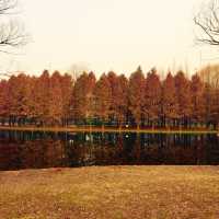 Amazing Gongqing Natural Forest Park 