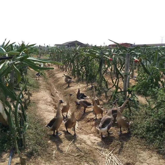  南沙鵬林生態園：上一堂農業課