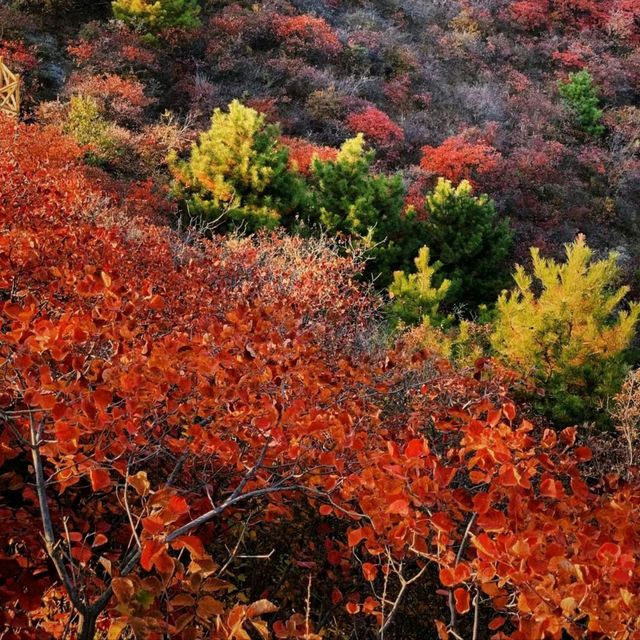 Wonderful Red Trees in Northwest-Beijing