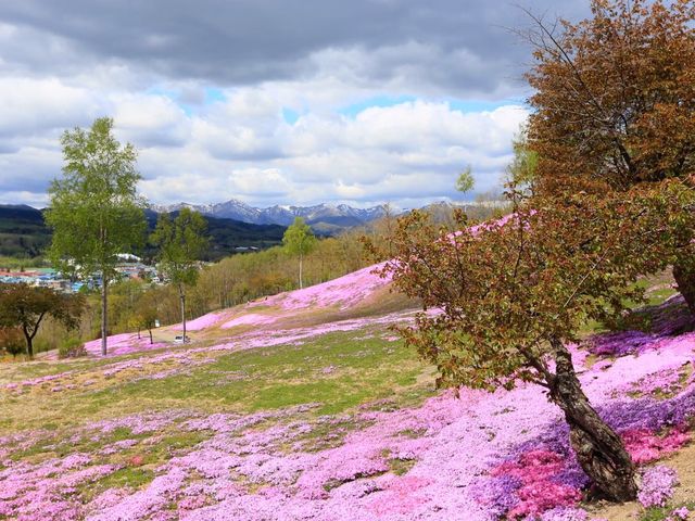 日本北海道東藻琴芝櫻公園